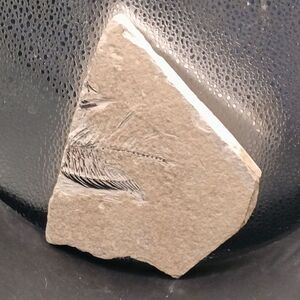 Eocene Green River Knightia Fossil Fish 2.5x3 on 4.5x6 Limestone